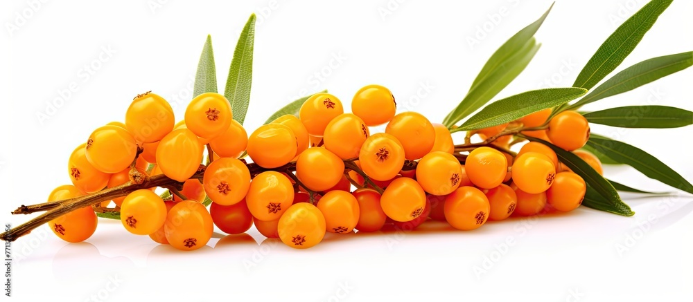 Aufkleber a close up view of a cluster of vibrant orange sea buckthorn berries growing on a branch with green 