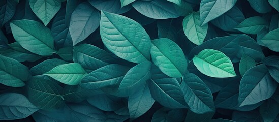 A detailed view of a lush green plant with dark leaves in a very unique and beautiful pattern