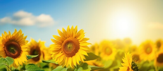 Vibrant sunflowers in a rural field are beautifully blooming, illuminated by the bright rays of the sun in the background