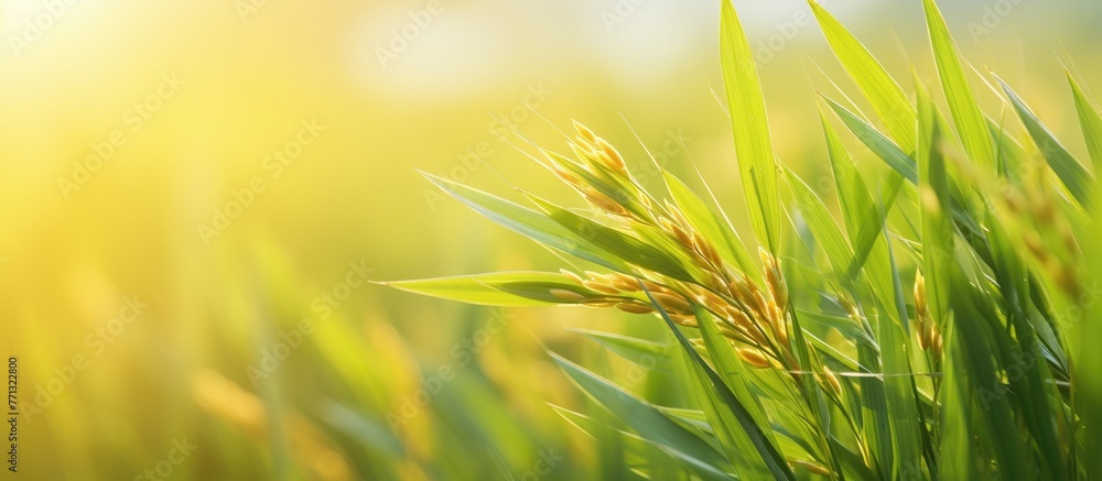 Poster vivid close-up image capturing a plant with lush green leaves illuminated by soft yellow light, crea