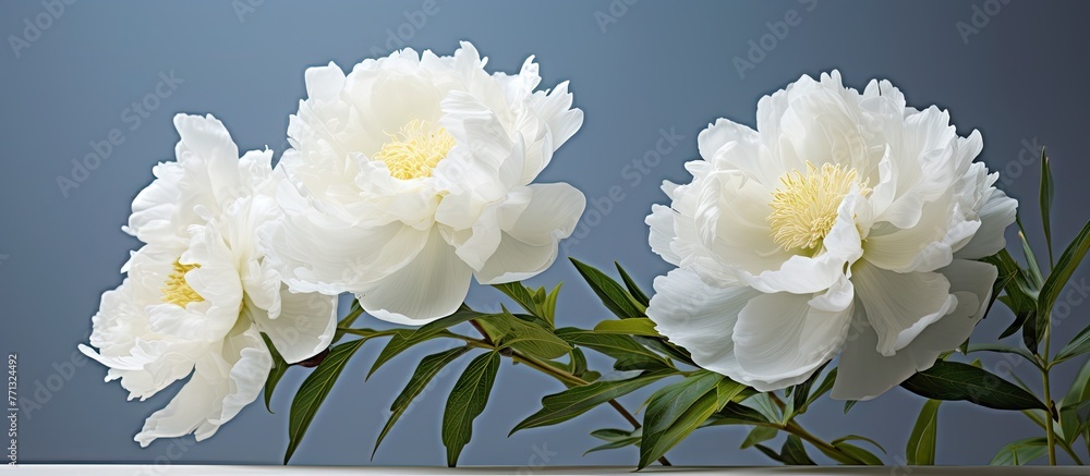 Aufkleber display of three elegant white flowers placed in a glass vase on a wooden table, creating a serene a