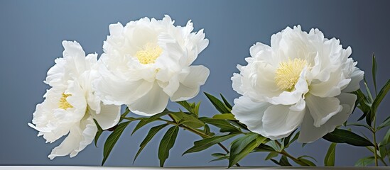 Display of three elegant white flowers placed in a glass vase on a wooden table, creating a serene and delicate setting