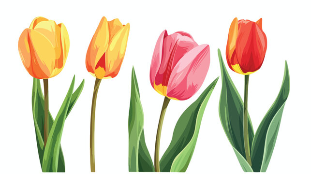 Tulip flower cartoon Flat vector isolated on white background