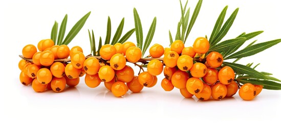 Vivid sea buckthorn berries clustered on a branch with green leaves, isolated on a white background - obrazy, fototapety, plakaty