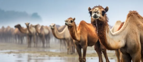 Keuken spatwand met foto Several camels are gracefully standing in the water during the rainy season, creating a beautiful scene in the desert © vxnaghiyev