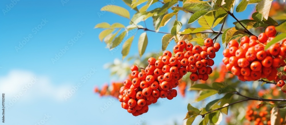 Poster Cluster of ripe rowan berries on a tree branch captured in a nature landscape on a clear autumn day