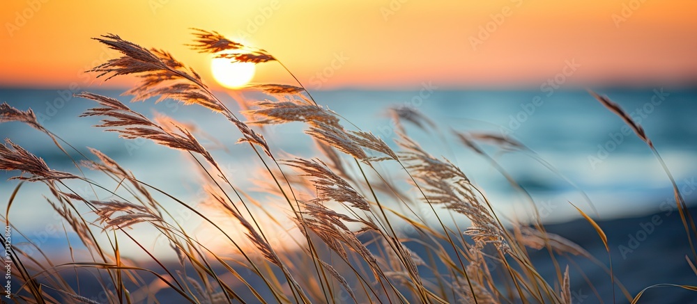 Poster Sunset illuminating wild grasses on beach coast, creating a serene and beautiful autumn scene with shallow depth of field