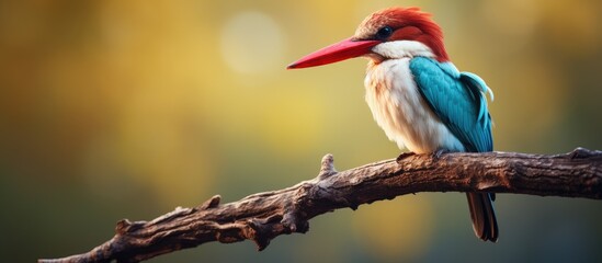 Fototapeta premium Vibrant bird showcasing bright plumage and a distinctive red beak, calmly perched on a tree branch with lush foliage in the background