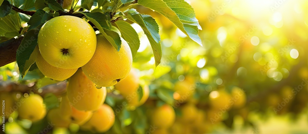 Poster numerous ripe yellow apples are hanging from branches of an apple tree under the bright sun in an or
