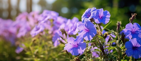 Vibrant purple flowers of Ruellia simplex, known as Mexican petunia, Mexican bluebell, or Britton petunia, contrast beautifully with lush green leaves and trees in the background - obrazy, fototapety, plakaty