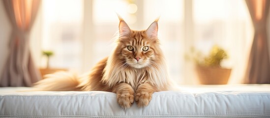 A relaxed red Maine Coon cat is lying comfortably on a soft bed placed in front of a window, enjoying the natural light - obrazy, fototapety, plakaty