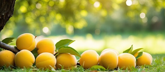 Several ripe yellow apricots have fallen and are scattered on the ground, creating a colorful and...