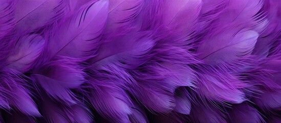 Purple feathers are meticulously arranged in a striking pattern on a solid black background, creating a visually captivating texture and design