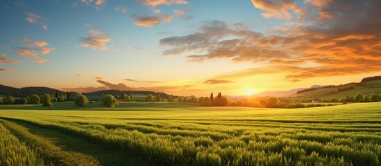 The sun setting over a vast field of golden wheat against a beautiful sky background