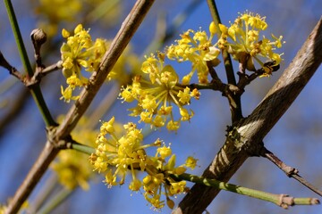 The blooming tree with yellow flowers - Cornus mas (Cornelian cherry, European cornel, Cornelian cherry dogwood)