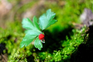 The blooming tree with yellow flowers - Cornus mas (Cornelian cherry, European cornel or Cornelian cherry dogwood)