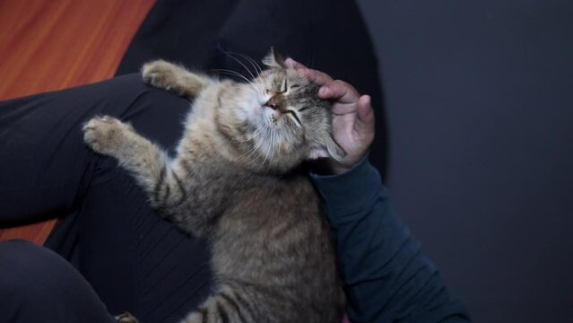 a cat is relax in the room