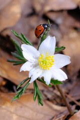 Ladybird is walking on white flower of Anemone nemorosa in forest on spring day