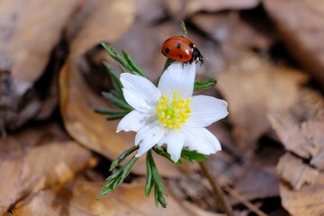 Ladybird is walking on white flower of Anemone nemorosa in forest on spring day