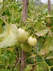 tomato growing in the garden