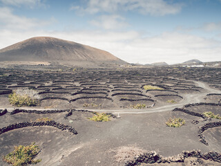 Volcanic vineyard in Lanzarote, Canary Islands, Spain