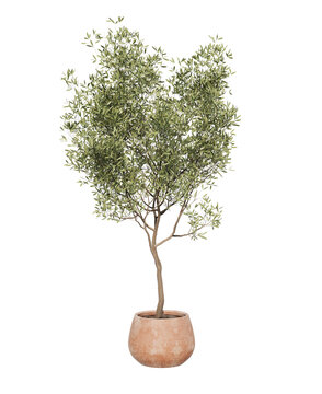 Beautiful young potted olive tree. Olive tree in pot or Young olive tree in terracotta pot isolated. Png transparency