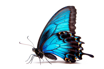 Beautiful Blue Ulysses butterfly isolated on a white background. Side view