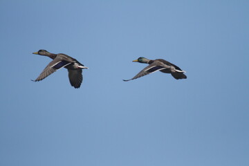 Zwei Enten im Formationsflug