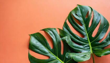 Fototapeta na wymiar Philodendron tropical leaves on coral color background minimal summer
