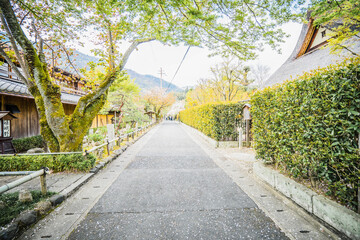 Arashiyama - 771336240