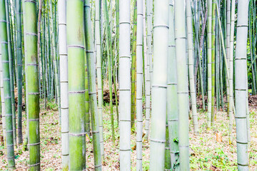 Bamboo path - 771336256