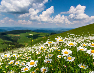 Fototapeta premium Beautiful spring and summer natural panoramic pastoral landscape with blooming field of daisies in the grass in the hilly countryside.