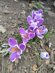 crocuses