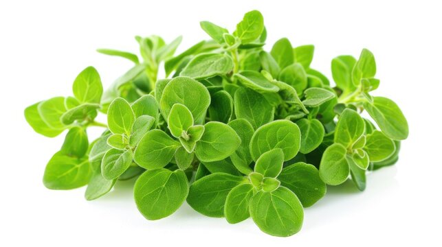 Marjoram Leaves Isolated on White Background. Fresh and Green Herb for Organic Vegetarian Salad Diet