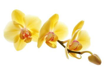 Fototapeta premium Yellow Orchid - Isolated Blooming Flower with Pestle and Bud on White Background - Beauteous Burgeoning Blossom
