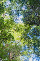 Obraz premium Japan's most prestigious shrine【Ise Jingu】
