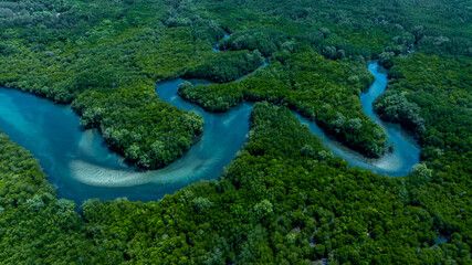 Aerial view mangrove forest natural landscape environment, River in tropical mangrove green tree...