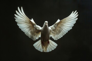 Front view of a white dove with open wings symbol of the Holy Spirit on black background, Generative AI - obrazy, fototapety, plakaty