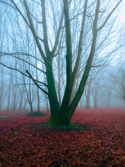 Red mystical forest in the fog. Autumn forest in the morning mist. Fall colours in the park. Beautiful landscape.