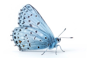 Obraz premium Beautiful Holly Blue butterfly isolated on a white background. Side view