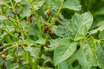 Colorado potato beetle - Leptinotarsa decemlineata on potato bushes. Pest of plants and agriculture. Treatment with pesticides. Insects are pests that damage plants