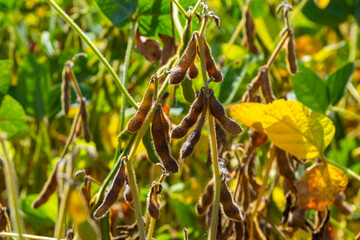 A soya field almost ready to be harvested on a farm in Rio Grande do Sul, Brazil. Green leaves, gray and blue sky, rain clouds, yellow and brown pods. Technology incresing the productivity