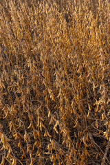 Soybeans pod macro. Harvest of soy beans - agriculture legumes plant. Soybean field - dry soyas pods