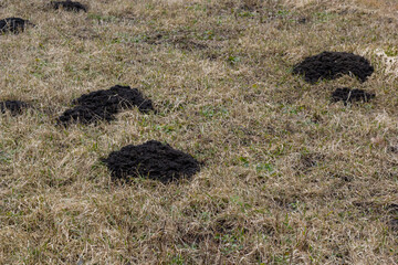 Molehills. Mole mounds. Mole hills. A meadow damaged by a group of moles, causing damage in the...