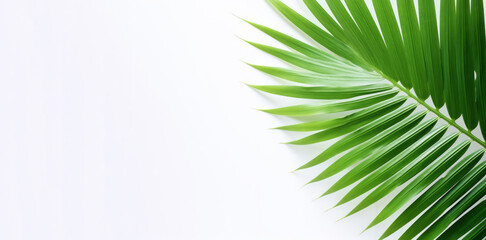 Fototapeta na wymiar A closeup of a palm leaf on a white background presents coastal scenery, its high-angle framing and aerial view apparent.