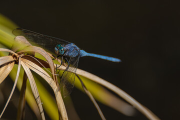 blue dragonfly on dry grass	
