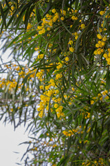 Fototapeta na wymiar Yellow flowers on a tree