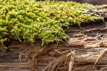 A macro photograph of moss and a disintegrating tree trunk, with selective focus