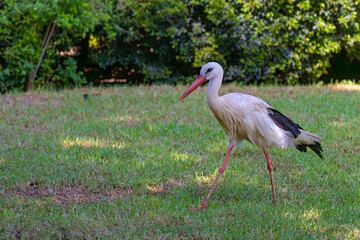 White stork in the park