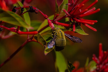 Green bumblebee and red flowers
